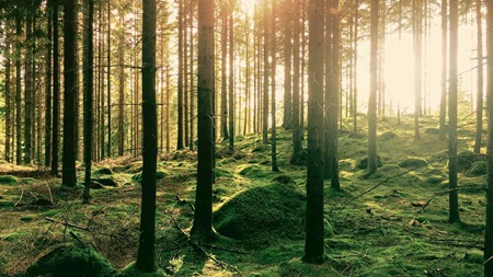 overview-of-green-industry-area